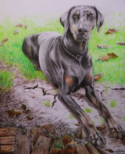 Portrait d'animaux : dessin d'après photo de chien dobermann