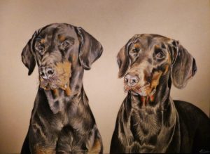 Portrait d'animaux : dessin d'après photo de chiens dobermann