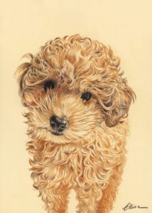 Portrait dessin d'après photo d'un petit caniche