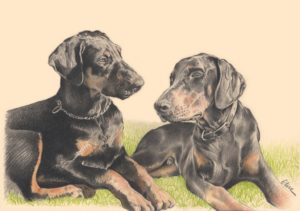 Portrait dessin d'après photo de chiens doberman allongés sur l'herbe