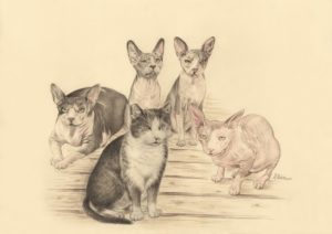 Portrait dessin composé d'après photos de chats sphynx