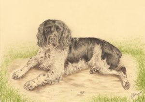 Portrait dessin d'après photo d'un chien épagneul breton sur fond de prairie