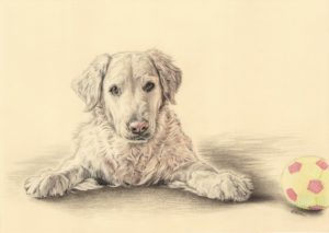 Portrait dessin d'après photo d'un chien golden retriever avec sa balle
