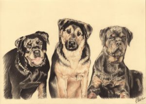 Portrait dessin d'après photos de chiens rottweiler et berger allemand
