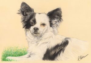 Portrait dessin d'après photo d'un chien croisé épagneul papillon