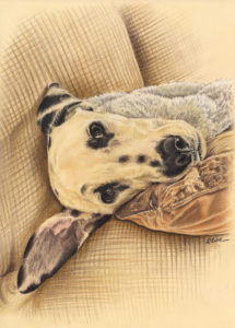 Portrait dessin d'après photo d'un jeune chien dalmatien en couleur