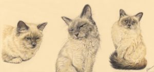 Portrait dessin d'après photo : triptyque d'un chat à trois âges