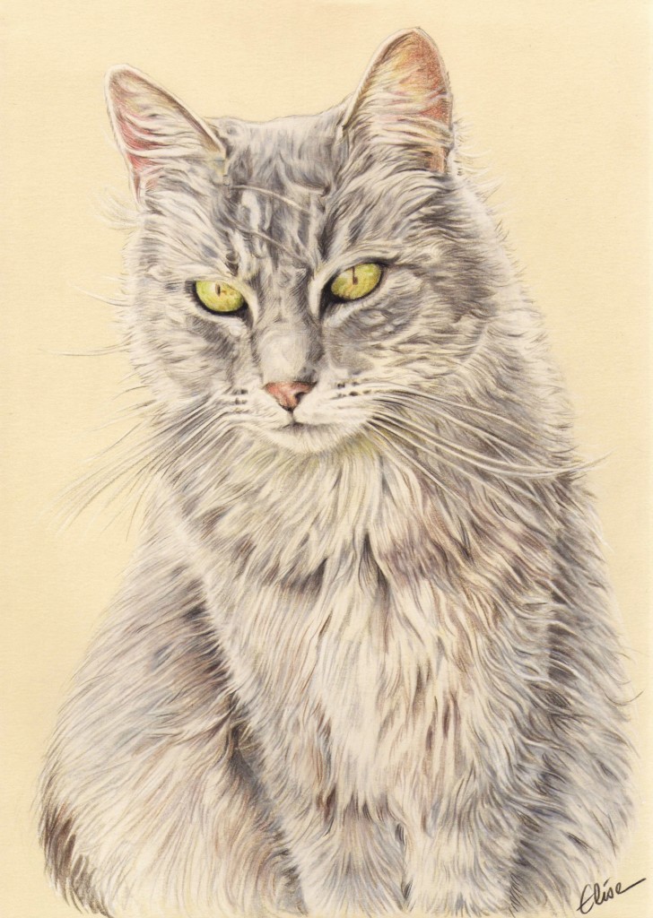 Portrait Dessin D Apres Photo D Un Chat En Couleur Les Dessins D Elise