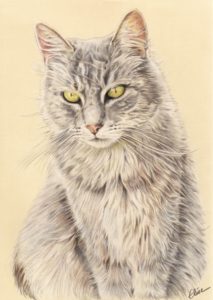 Portrait dessin d'après photo d'un chat en couleur