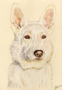 Portrait dessin d'après photo d'un chien Berger blanc