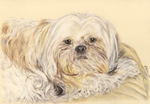 Portrait dessin d'après photo d'un chien Shih Tzu en couleur
