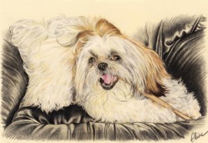 Portrait dessin d'après photo d'un chien Shih Tzu sur un fauteuil