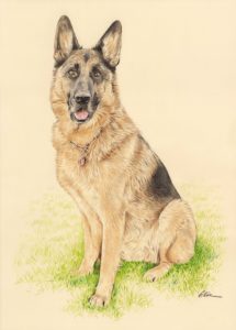 Portrait dessin d'après photo d'un chien berger allemand