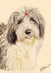 Portrait dessin d'après photo d'un chien bearded collie en couleur