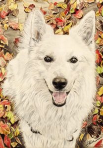 Portrait dessin d'après photo d'un chien berger blanc en couleur