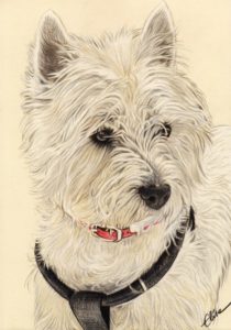 Portrait dessin d'après photo d'un chien westie en couleur