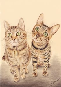 Portrait dessin d'après photo de deux chats tigrés en couleur