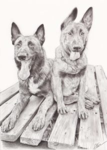 Portrait dessin d'après photo de deux chiens malinois en noir et blanc