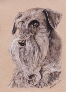 Portrait dessin d'un chien schnauzer nain