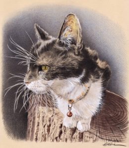 Portrait dessin d'un chat noir et blanc