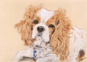 Portrait dessin d'un chien cavalier king charles