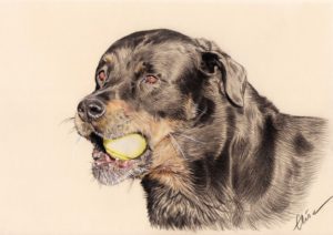 Portrait dessin d'un chien jouant à la balle