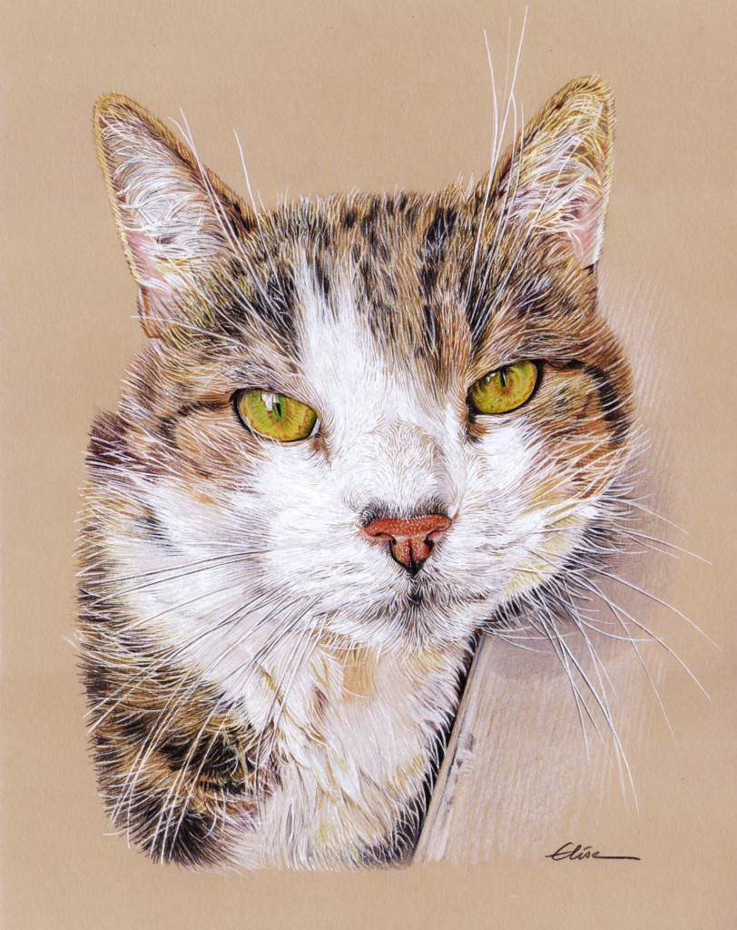 Portrait Dessin D Apres Photo D Un Chat Aux Yeux Verts Les Dessins D Elise