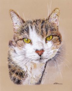 Portrait dessin d'après photo d'un chat aux yeux verts