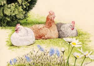 Portrait dessin de trois poules