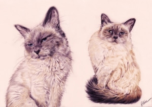 Composition d'un double portraits de chat à deux âges en couleur