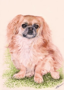 Dessin d'un chien assis dans l'herbe