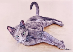 Portrait dessin d'un chat allongé en couleur