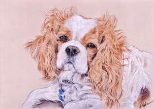 Portrait dessin d'un chien Cavalier King Charles