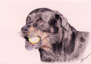 Portrait dessin d'un chien jouant à la balle