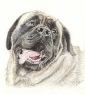 Portrait dessin d'après photo d'un chien haletant