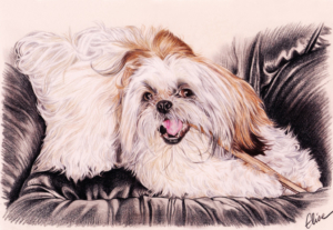 Portrait dessin d'après photo d'un chien Shih Tzu sur un fauteuil