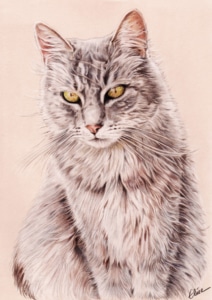 Portrait dessin d'après photo d'un chat en couleur
