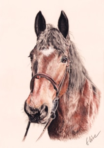 Portrait dessin d'après photo d'un cheval