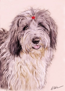 Portrait dessin d'après photo d'un chien Bearded Collie en couleur