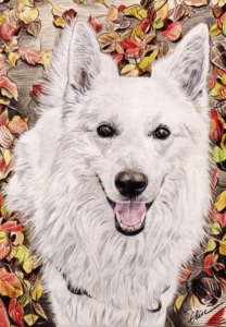 Portrait dessin d'après photo d'un chien Berger blanc en couleur