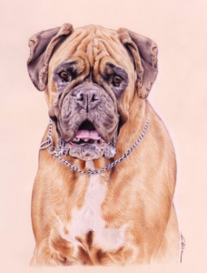 Portrait dessin d'après photo d'un chien Boxer