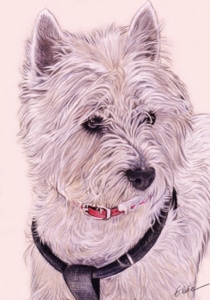 Portrait dessin d'après photo d'un chien Westie en couleur