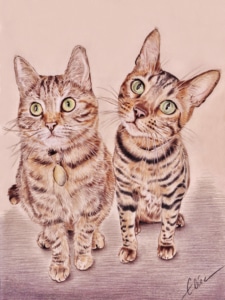 Portrait dessin d'après photo de deux chats tigrés en couleur