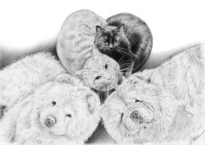 Portrait dessin d'après photo de deux chiens et deux chats en noir et blanc