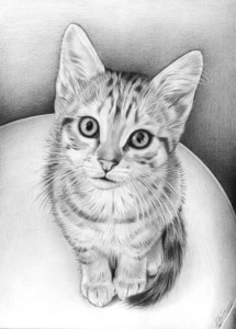 Portrait dessin d'un chaton en noir et blanc