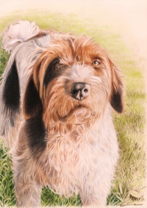 Portrait dessin d'un chien à poils longs dans l'herbe