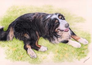 Portrait dessin d'un chien allongé dans l'herbe