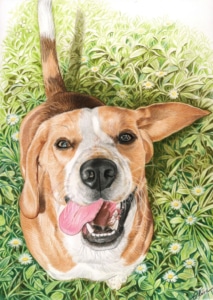 Portrait dessin d'un chien beagle en couleur