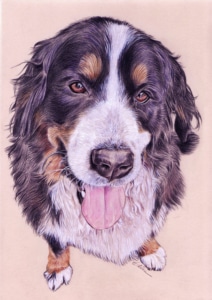 Portrait dessin d'un chien Bouvier bernois