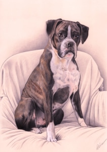 Portrait dessin d'un chien Boxer assis